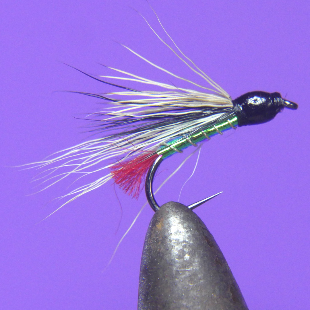 Black Nose Dace