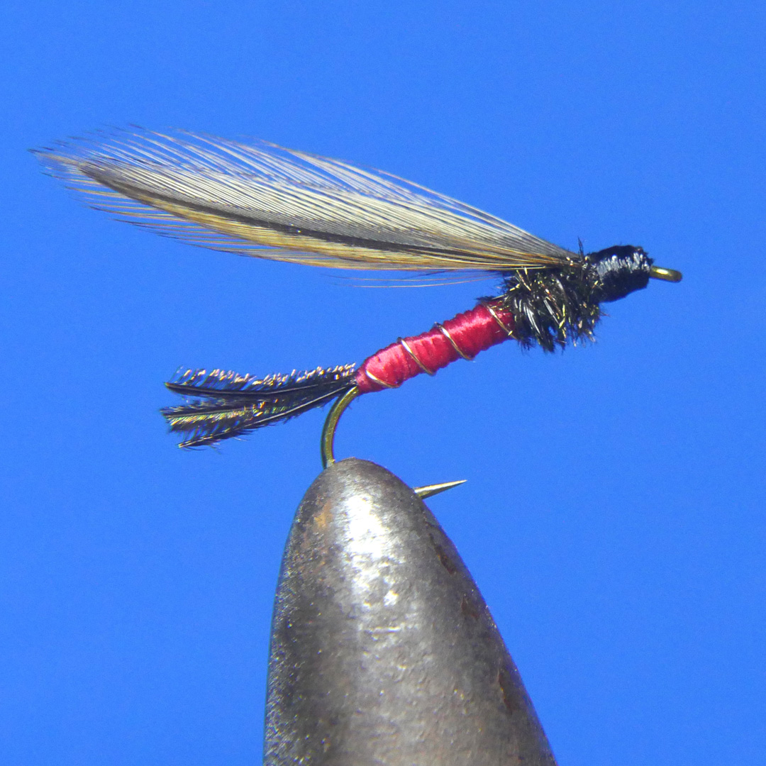 Spruce Fly