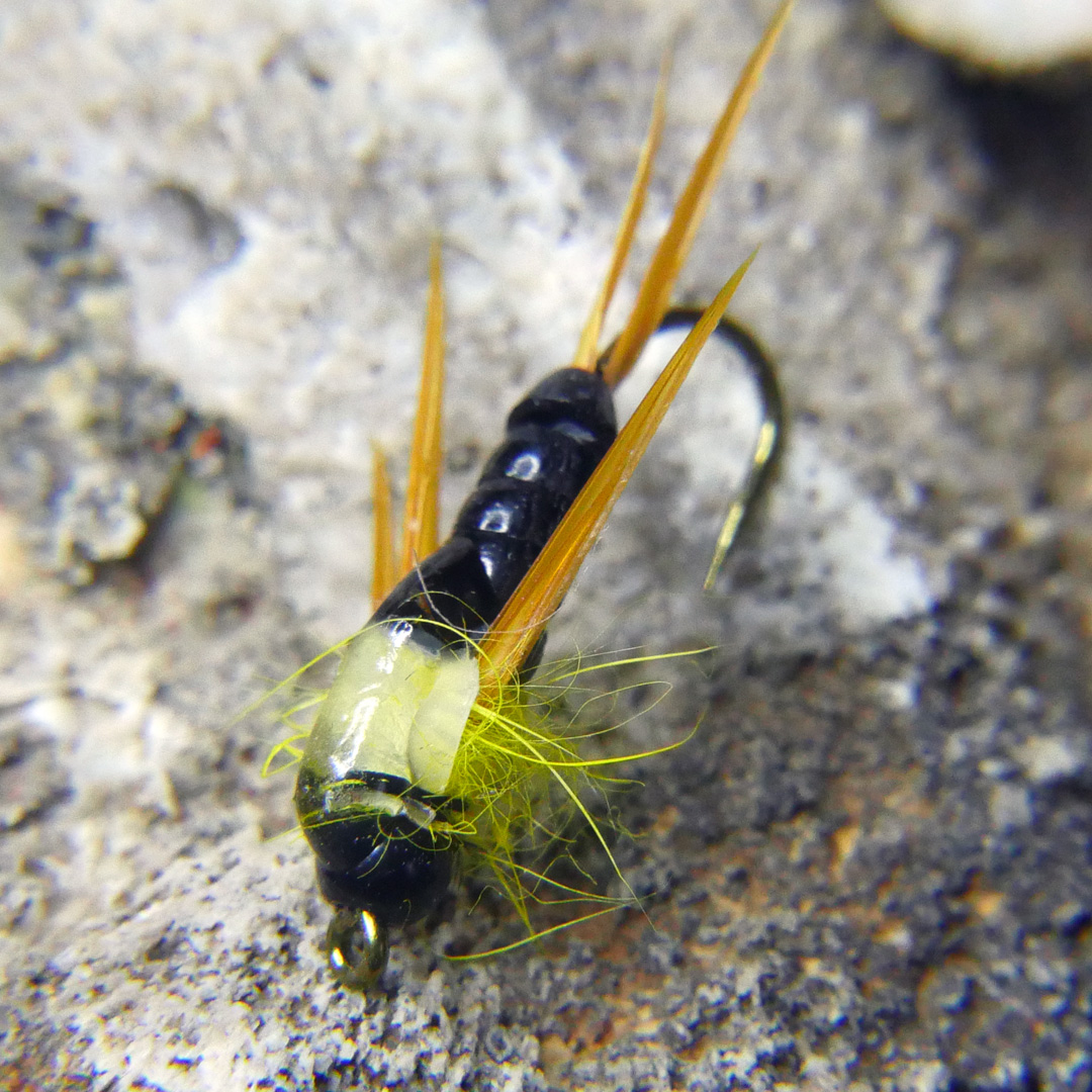 Stone Fly