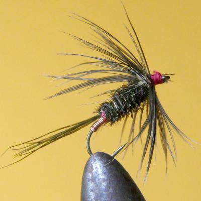 Carey Special