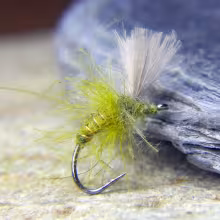 CDC Emerger