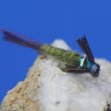 Barr Emerger