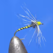 Yellow Hammer