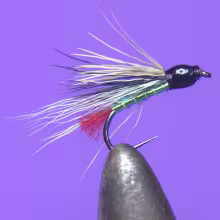 Black Nose Dace